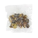 Psilocybe tampanensis