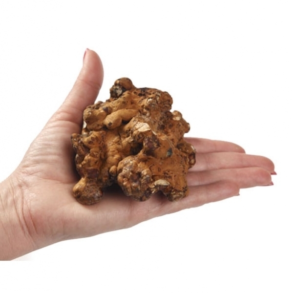 psilocybe-hollandia.jpg