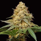Silver LA (DNA Genetics) feminized