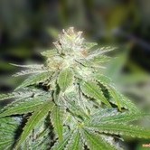 Bluehell (Medical Seeds)