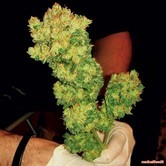 Bluehell (Medical Seeds)