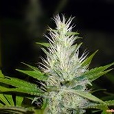 Bluehell (Medical Seeds)