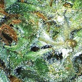 Amnesia (Vision Seeds)