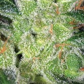 Amnesia (Vision Seeds)