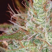 Amnesia (Vision Seeds)