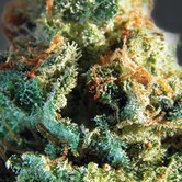 Amnesia (Vision Seeds)