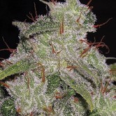Amnesia (Vision Seeds)