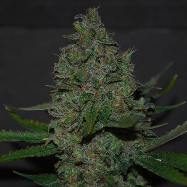 Black Domina Strain