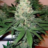 60 Day Wonder (DNA Genetics) feminized