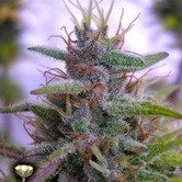 60 Day Wonder (DNA Genetics) feminized