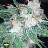 60 Day Wonder (DNA Genetics) feminized