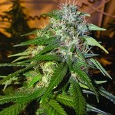 60 Day Wonder (DNA Genetics) feminized