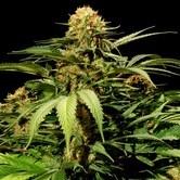 Bubblegum Kush (Bulldog Seeds) feminized