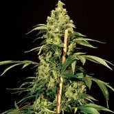 Bubblegum Kush (Bulldog Seeds) feminized