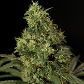 Bubblegum Kush (Bulldog Seeds) feminized
