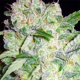 Amnesia (Vision Seeds)