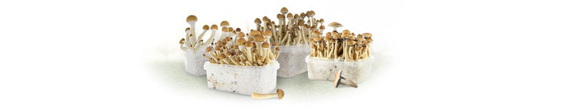Paddo - Magic Mushroom Grow Kits