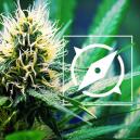 De Afkomst Van OG Kush En De Top 3 OG Kush Strains