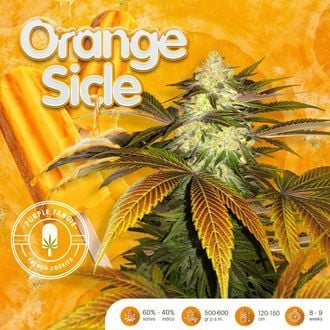 Orangesicle (T.H.Seeds) Feminized