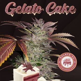 Gelato Cake (T.H.Seeds) Feminized