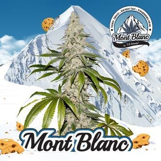 Mont Blanc (T.H.Seeds) feminized