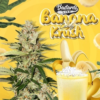 Banana Candy Krush (T.H.Seeds) Feminized