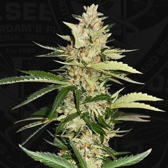 Banana Candy Krush (T.H.Seeds) Feminized