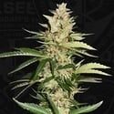 Banana Candy Krush (T.H.Seeds) Feminized