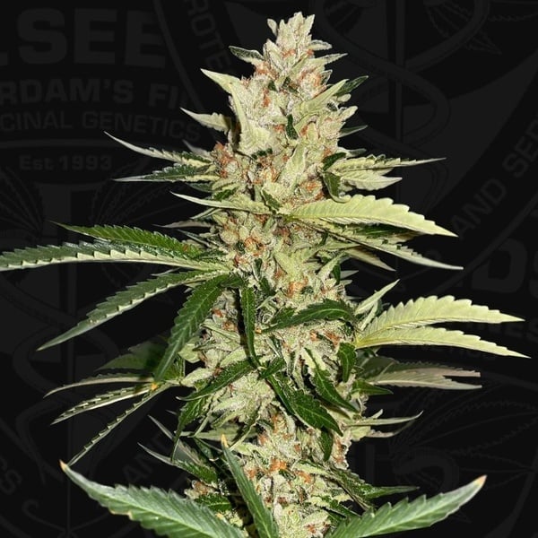 Banana Candy Krush (T.H.Seeds) Feminized