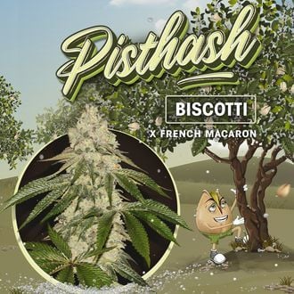 Pisthash (T.H.Seeds) Feminized