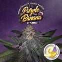 Purple Banana Cream (T.H.Seeds) Feminized