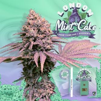 London Mint Cake (T.H.Seeds) Feminized