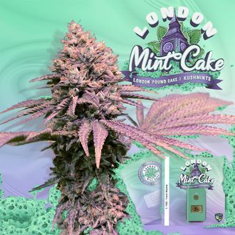 London Mint Cake (T.H.Seeds) Feminized