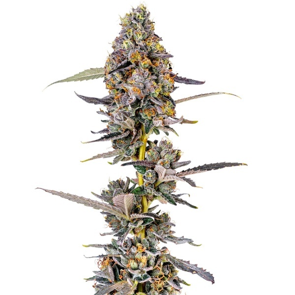 Cherry Mac Muffin (Growers Choice) Feminized