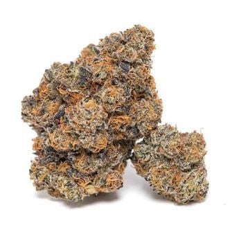King Louis Garcia (Growers Choice) Feminized