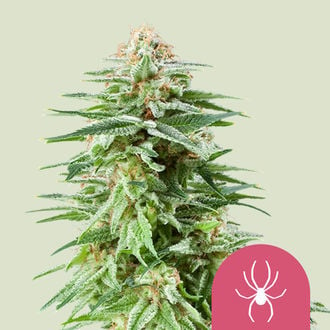 White Widow (Royal Queen Seeds) feminized