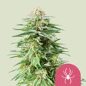 White Widow (Royal Queen Seeds) feminized