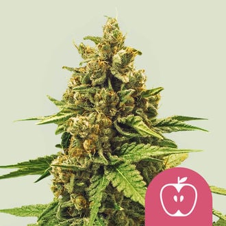 Apple Fritter (Royal Queen Seeds) Feminized