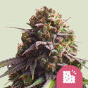 Biscotti (Royal Queen Seeds) Feminized