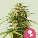 Gushers (Royal Queen Seeds) Feminized