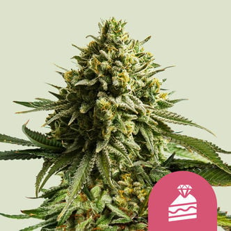 Wedding Cake (Royal Queen Seeds) Feminized