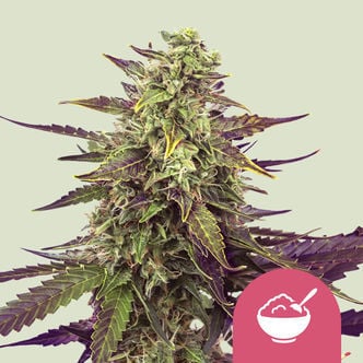 Cereal Milk (Royal Queen Seeds) Feminized