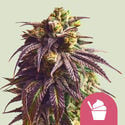 Sundae Driver (Royal Queen Seeds) Feminized