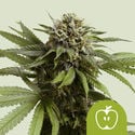 Apple Fritter Automatic (Royal Queen Seeds) Feminized