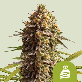 Wedding Cake Automatic (Royal Queen Seeds) Feminized
