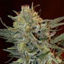 Amnesia Lemon Kush (Garden Of Green) Feminized