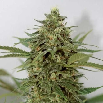 Amnesia Lemon Pie (Garden of Green) Feminized