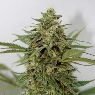 Amnesia Lemon Pie (Garden of Green) Feminized