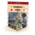 Candyland (Garden of Green) Feminized