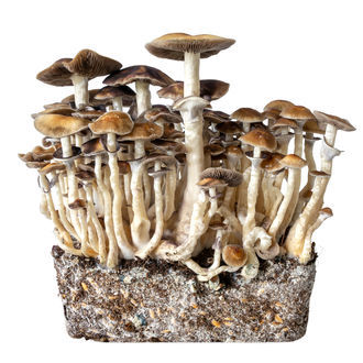 Hawaii Liquid Culture Spuit (Acid Shroomz)